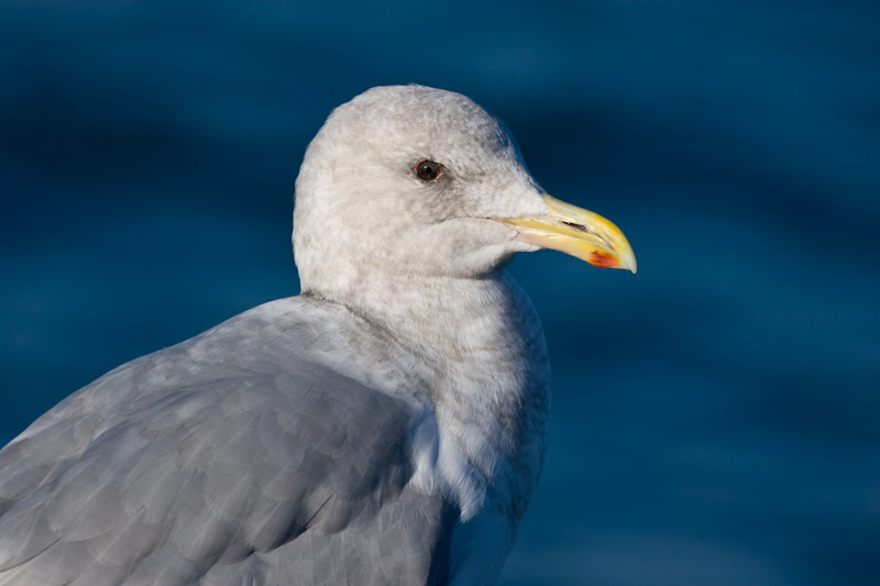 Thayers Gull